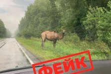 выкса.рф, 🐫 А был ли верблюд?